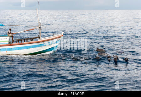 Bateau de pêche et le Pod de dauphins, Mirissa, Sri Lanka Banque D'Images