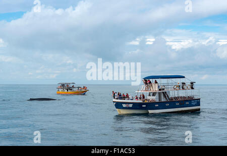 L'observation des baleines, Mirissa, Sri Lanka Banque D'Images