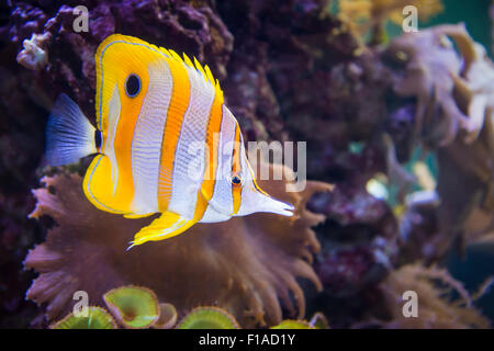Quatre poissons papillon jaune aux yeux bleus Banque D'Images