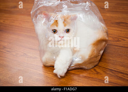 Chat persan mignon dans une pellicule de plastique sur le plancher de bois. Banque D'Images