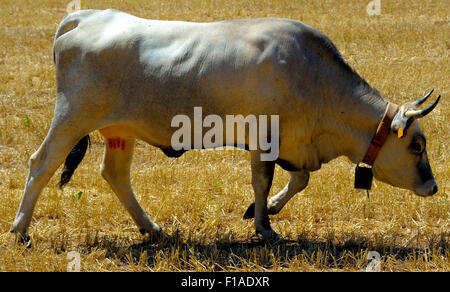 Beau spécimen de podolica pâturage de vaches dans la campagne des Pouilles sur une chaude journée d'été Banque D'Images