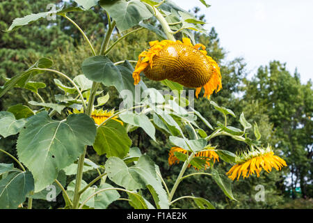 La plante de tournesol tombantes et fanées Banque D'Images