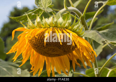 Tournesol fanées jusqu'Fermer Banque D'Images