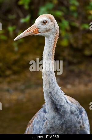 Cou blanc (Grus vipio grue juvénile) Banque D'Images