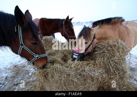Koenigs Wusterhausen, Allemagne, les chevaux mangent le foin en hiver dans un enclos Banque D'Images