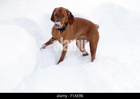 Krippenbrunn, Autriche, Vizsla devint (Magyar Vizsla devint Shorthair) dans la neige Banque D'Images