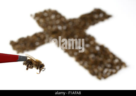 Berlin, Allemagne, mort des abeilles, Symbolfoto Banque D'Images