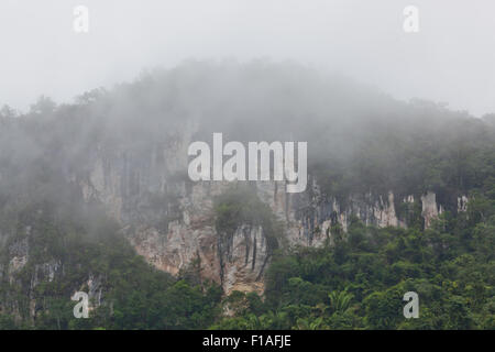 De hautes falaises calcaires misty avec matin brouillard sont couvertes de végétation dans la jungle tropicale Cayo district de Belize. Banque D'Images