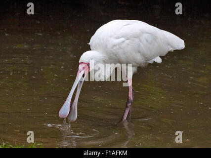 Spatule d'Afrique (platalea alba) pêcher dans l'eau Banque D'Images