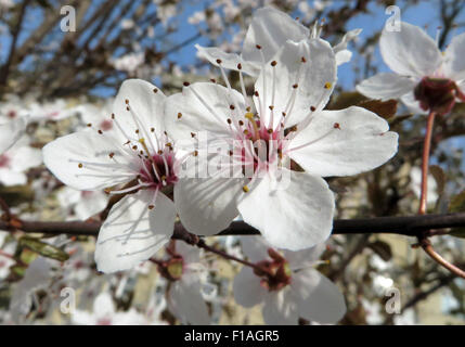 Berlin, Allemagne, Kirschblueten Banque D'Images