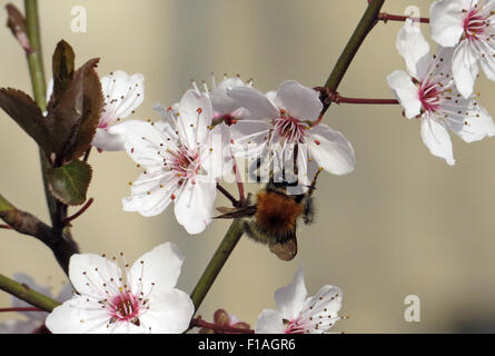 Berlin, Allemagne, Arbre bumblebee recueille un nectar de fleur de cerisier Banque D'Images