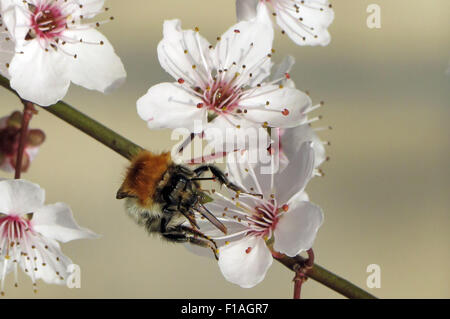 Berlin, Allemagne, Arbre bumblebee recueille un nectar de fleur de cerisier Banque D'Images