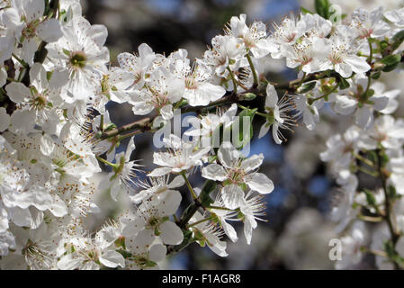 Berlin, Allemagne, Kirschblueten Banque D'Images