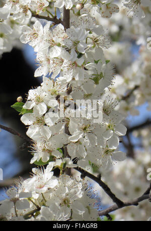 Berlin, Allemagne, Abeille et fleurs de cerisier Banque D'Images