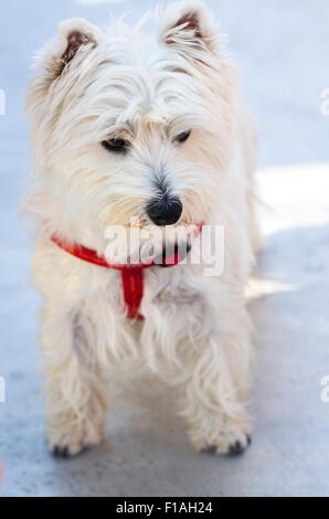 West Highland Terrier avec un collier rouge. Banque D'Images