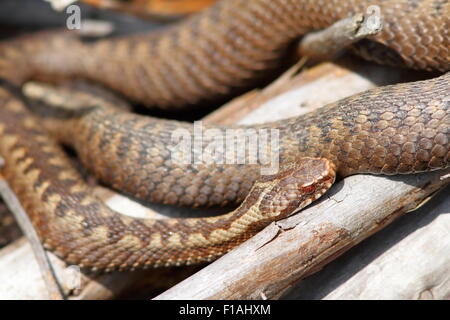 L'additionneur femelle orange au soleil sur quelques brindilles ( Vipera berus ) Banque D'Images