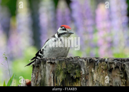 Pic mineur sur le moignon contre lupin violet flowers background Banque D'Images