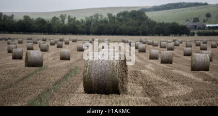 Salisbury, Royaume-Uni. Août 31, 2015. La grande aux cultures de maïs de la plaine de Salisbury dans le Wiltshire sont soumis à la pluie persistante et d'une bruine humide typique maison de banque lundi. Les balles de paille rondes sont trempés et sont laissés dans leurs centaines dispersés à travers les champs, trop humide pour être déplacé à l'intérieur. Credit : Wayne Farrell/Alamy Live News Banque D'Images