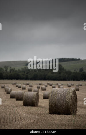 Salisbury, Royaume-Uni. Août 31, 2015. La grande aux cultures de maïs de la plaine de Salisbury dans le Wiltshire sont soumis à la pluie persistante et d'une bruine humide typique maison de banque lundi. Les balles de paille rondes sont trempés et sont laissés dans leurs centaines dispersés à travers les champs, trop humide pour être déplacé à l'intérieur. Credit : Wayne Farrell/Alamy Live News Banque D'Images