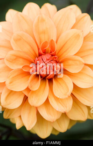 Dahlia 'David Howard'. Fleur Dahlia décoratif. Banque D'Images