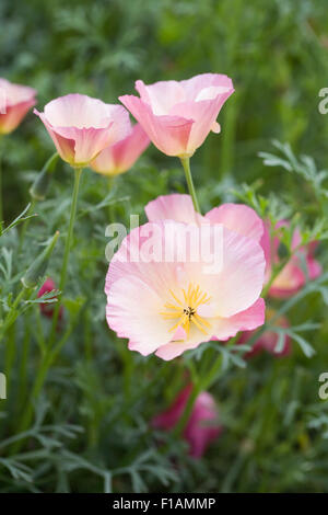 Eschscholzia californica. Fleurs de pavot de Californie. Banque D'Images