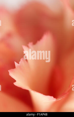 Carnation flower macro shot fragment orientation locale Banque D'Images