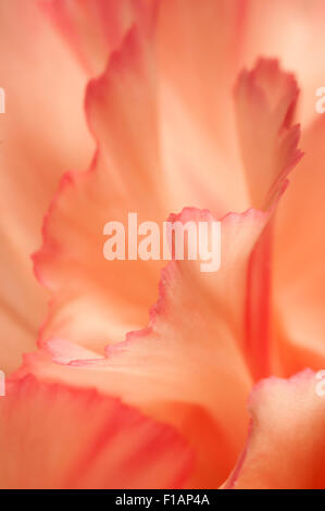 Carnation flower macro shot fragment orientation locale Banque D'Images