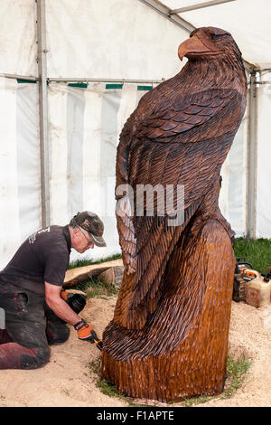 Cheshire, Royaume-Uni. Août 31, 2015. Tim Burgess avec un grand oiseau de proie à la 11e English Open Chainsaw Carving concours tenu au jeu du Cheshire et du pays Spectacle au Cheshire Comté Showground Crédit : John Hopkins/Alamy Live News Banque D'Images