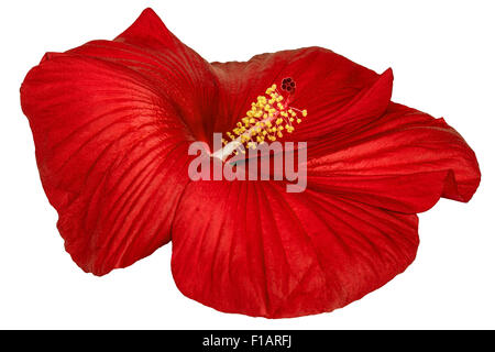Fleur d'hibiscus rouge, isolé sur fond blanc Banque D'Images