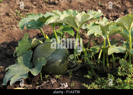 Maturation des citrouilles sur la vigne dans le nord de l'Illinois, États-Unis Banque D'Images