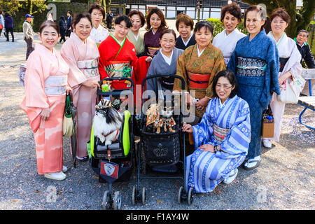 Group of smiling Japanese femmes mûres en kimono debout autour de certains dorloter les chiens assis en poussette tout en posant pour la photo. Banque D'Images