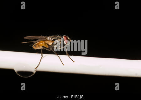 Mouche commune reposant sur un fil blanc avec une goutte d'eau fond noir Banque D'Images