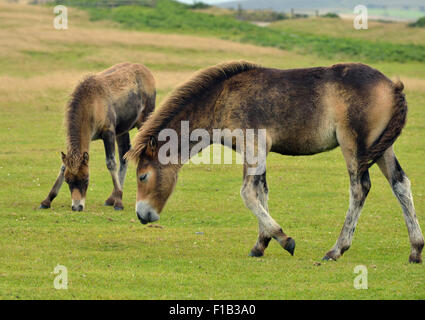 Poneys Exmoor sur Kipscombe Hill, 1ère année d'Exmoor juvéniles Banque D'Images