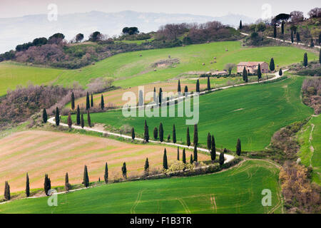 Avenue de cyprès la Foce, Toscane, Italie Banque D'Images