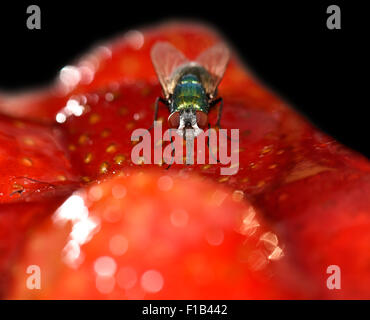 Greenbottle Lucilia caesar (commune) fly, mouche, également sur un gâteau aux fraises Banque D'Images