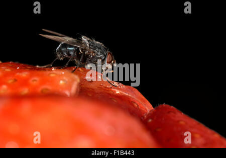 Greenbottle Lucilia caesar (commune) fly, mouche, également sur un gâteau aux fraises Banque D'Images