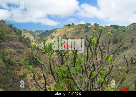 Gran Canaria intérieures, murs escarpés de Barranco de Moya Banque D'Images