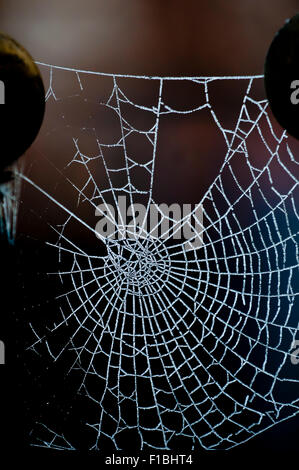 Spider's Web couverts par des cristaux de glace à partir de la rosée. En contre-jour le matin tôt brillant sur un fond sombre. Banque D'Images