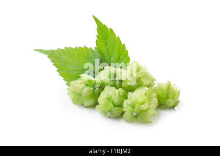 Les fleurs de houblon frais (Humulus lupulus) avec des feuilles. Grande profondeur de champ,retouché Banque D'Images