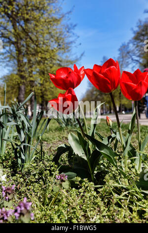 Berlin, Allemagne, les tulipes sur la promenade centrale de la Schlossstrasse Banque D'Images