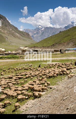 L'Inde, le Jammu-et-Cachemire, Srinagar à Leh Highway, Zojila Pass, troupeau de moutons avaient tendance par nomadic Gujjar shepherd boys Banque D'Images