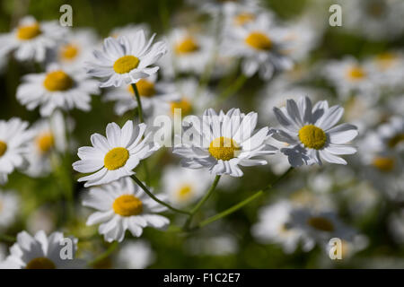 Baccalauréat, boutons, featherfew Mutterkraut, Tanacetum parthenium, Chrysanthemum parthenium, Grande camomille, la grande camomille Banque D'Images