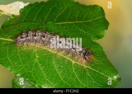 La spongieuse, Spongieuse, Caterpillar, Schwammspinner, Raupe frisst une Schwamm-Spinner, Weide, Lymantria dispar, bombyx disparate Banque D'Images