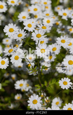 Baccalauréat, boutons, featherfew Mutterkraut, Tanacetum parthenium, Chrysanthemum parthenium, Grande camomille, la grande camomille Banque D'Images