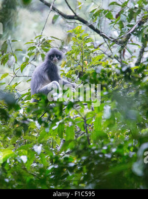 Javan Surili Écureuil comata) (également connu sous le nom de feuille ã singe, dans le parc national de Gunung Halimun, Java, Indonésie Banque D'Images