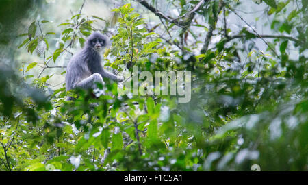 Javan Surili Écureuil comata) (également connu sous le nom de feuille ã singe, dans le parc national de Gunung Halimun, Java, Indonésie Banque D'Images