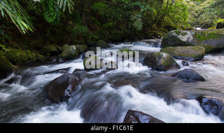 Ruisseau coule à travers la forêt tropicale de montagne dans le parc national de Gunung Halimun, Java, Indonésie Banque D'Images