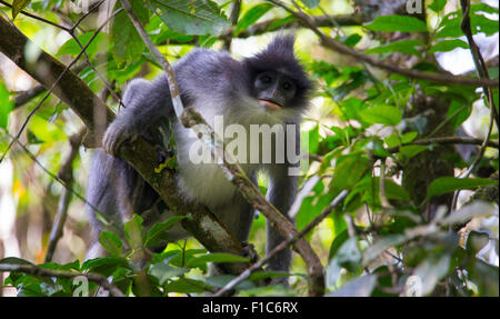 Javan Surili Écureuil comata) (également connu sous le nom de feuille ã singe, dans le parc national de Gunung Halimun, Java, Indonésie Banque D'Images