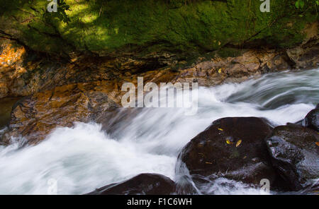 Ruisseau coule à travers la forêt tropicale de montagne dans le parc national de Gunung Halimun, Java, Indonésie Banque D'Images