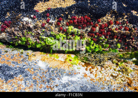 Algues colorées, petits moules noires et rouges anémones waratah (Actinia tenebrosa) à marée basse le long de la côte de Bay of Fires, Tasma Banque D'Images